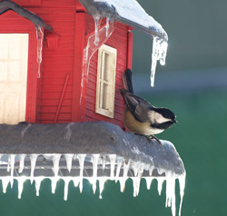 Photograph of a chickadee on an icicle covered red birdfeeder. Photo by Danielle MacDonald