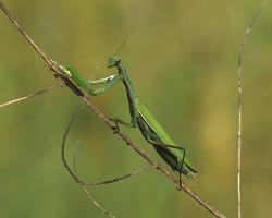 Photograph of a green praying mantis climbing a thin branch set against a yellow-green background, photo taken by Danielle MacDonald
