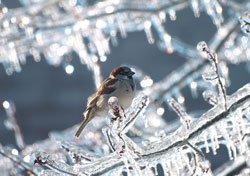 Photograph of a male sparrow sitting on a branch incased completely in thick ice. Photo by Danielle MacDonald